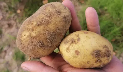 Золотистая картофельная нематода | ВКонтакте