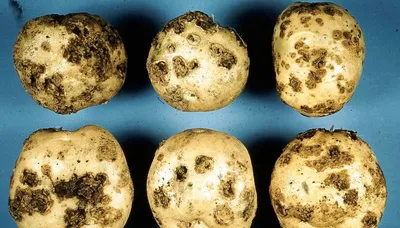 Золотистая картофельная нематода: как с ней бороться?
