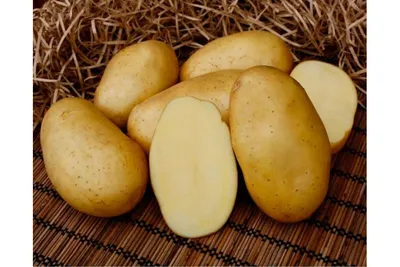 Рекомендации для населения по профилактике и мерам борьбы с золотистой  картофельной нематодой | Экологическое образование | Музей-заповедник «Кижи»