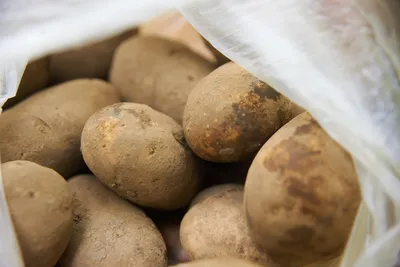 С сегодняшнего дня в России запрещен импорт украинского картофеля | Новости  Таджикистана ASIA-Plus