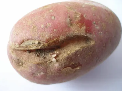 Картофельная нематода – враг для картофеля!