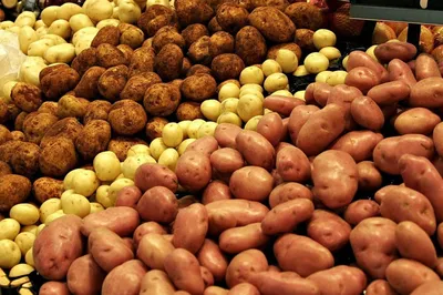На картофельных участках в Комсомольском и Лежневском районе притаилась золотистая  нематода
