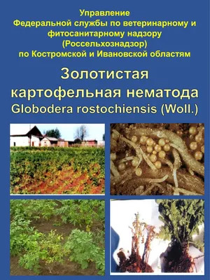 В Свердловской области на огороде обнаружен опасный вредитель картофеля |  Уральский меридиан