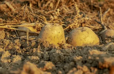 Карантинную зону по картофельной нематоде упразднили в Себежском районе  спустя 15 лет