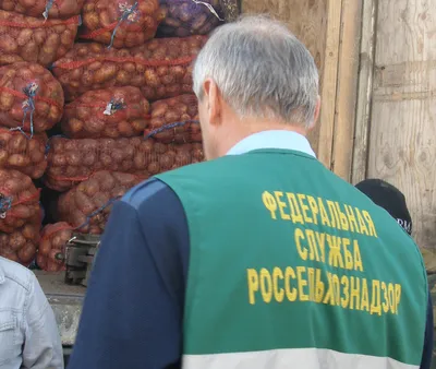 Будьте осторожны: картошка из Ульяновской области может быть заражена -  Новостной портал Сызрани