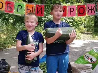 Подвесная кормушка для попугаев в клетку, птиц, держатель для фруктов и  овощей, шпажка для лакомства, Hausmaster - купить с доставкой по выгодным  ценам в интернет-магазине OZON (470978370)