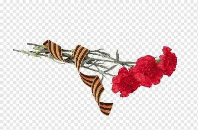 Victory Day 9 May Russia Day Translation, Russia transparent background PNG  clipart | HiClipart