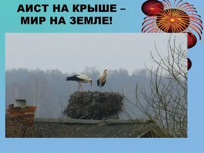 Произведение «Аист на крыше.» автора Колян Платков - Литературный сайт  Fabulae