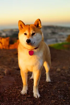 Обои Dogs Akita Inu для телефона и на рабочий стол iPhone 4S