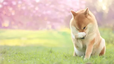 Обои Hachiko, картинки - Обои для рабочего стола Hachiko фото из альбома:  (собаки)