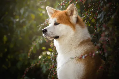 Картинка Akita Inu Japanese Dog на Widescreen рабочего стола PC 1920x1080  Full HD