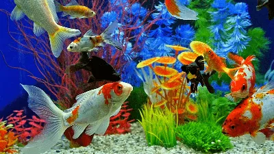 Discus Fish Aquarium Fish Tank — Приложения Майкрософт