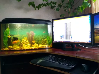 Живые обои природа - Аквариум