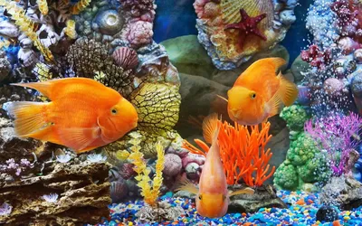 Скачать Аквариум Free Живые Обои 4.4 для Android