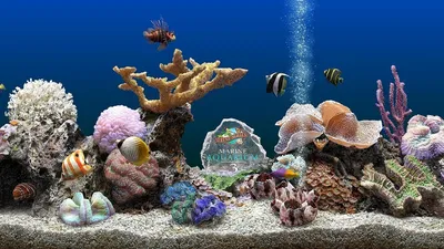 Обои петушок, рыбка, аквариум, вода, красный картинки на рабочий стол, фото  скачать бесплатно