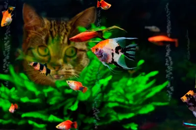 Живые обои природа - Aquarium