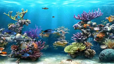 Живые обои на рабочий стол рыбки плавают - фото и картинки abrakadabra.fun