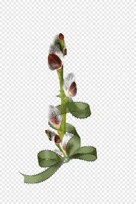 Фото Бабочки На Прозрачном Фоне - Cabbage White - Free Transparent PNG  Clipart Images Download