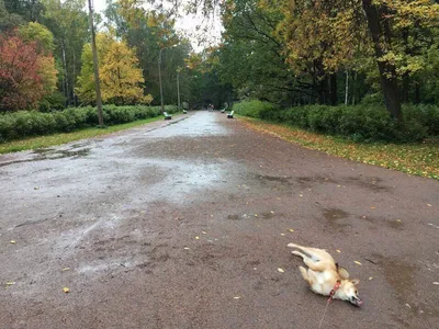 Кружка \"с приколом Шрек бегу с работы пить пива\", 330 мл - купить по  доступным ценам в интернет-магазине OZON (1313638824)