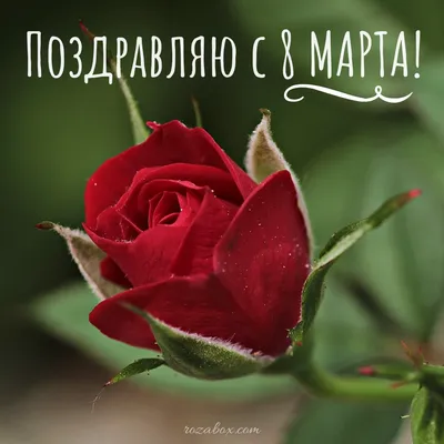 С 8 марта открытки, поздравления в стихах и своими словами, гифки, картинки  с женским днем