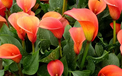 Скачать обои цветы, лепестки, каллы, flowers, petals разрешение 1920x1200  #143088