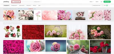 Где брать бесплатные изображения для сайта | RuWeb | Дзен