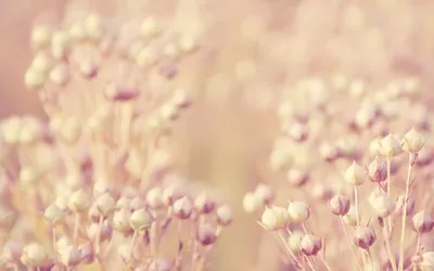 эстетика обои для телефона бежевые бежевая эстетика in 2021 wallpaper  iphone summer ab… wallpaper iphone summer minimalist wallpaper wallpaper  iphone boho – Artofit