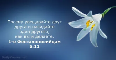 Купить БИБЛИЯ НА КАЖДЫЙ ДЕНЬ ДЛЯ САМЫХ МАЛЕНЬКИХ. Вера Шевченко в  христианском интернет-магазине Время благодати