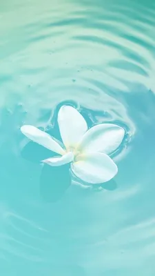 15 Turquoise iPhone Wallpapers for Mermaids | Preppy Wallpapers | Whatsapp  background, Mermaid wallpapers, Turquoise wallpaper