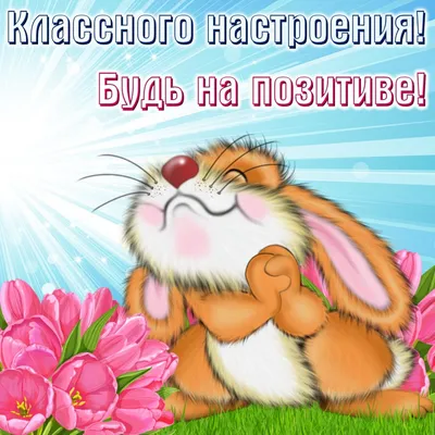 Будь на позитиве ツ | Пушистый юмор. Пушистая братва. ツ | ВКонтакте