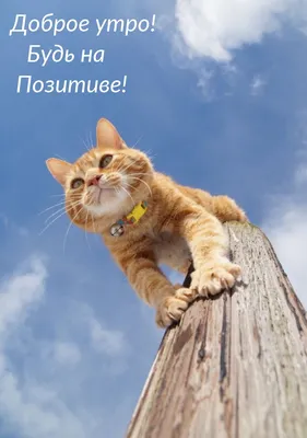 Открытка «Будь на позитиве!» – купить в Алматы по цене тенге –  интернет-магазин Леруа Мерлен Казахстан