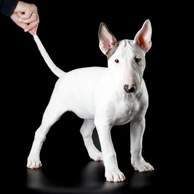 Щенок Бультерьер 5 месяцев купить Лесосибирск | Pet-Yes