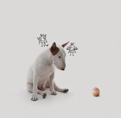 Бультерьер коричневый