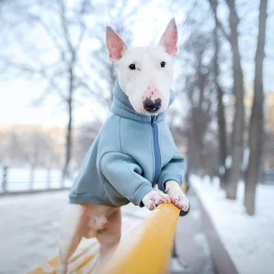 Щенок Бультерьер 1 месяц, 29 дней купить Набережные Челны | Pet-Yes