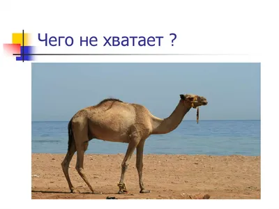 Чего не хватает на картинке где логика фотографии