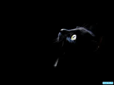 Классные и крутые AMOLED обои для заставки телефона - подборка