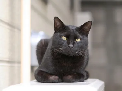 черная кошка гуляет по лесу, прогулка черной кошки, Hd фотография фото,  кошка фон картинки и Фото для бесплатной загрузки