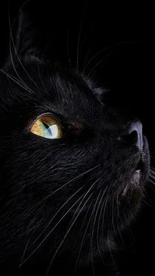 Черные коты, кошки, котята, пантеры: обои, картинки и фото - wallpapers  cats.