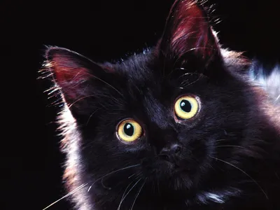 силуэт черной кошки, png | PNGWing