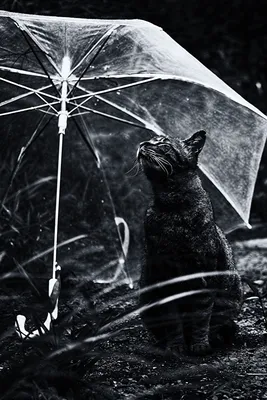 Скачать обои морда, кошка, черный фон, face, cat разрешение 1920x1080 #10652