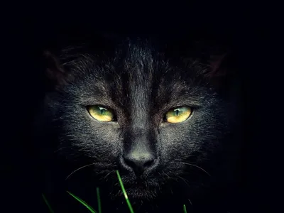 Черные коты, кошки, котята, пантеры: обои, картинки и фото - wallpapers  cats.