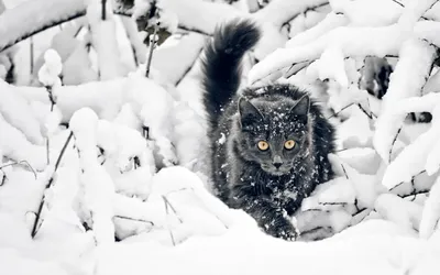 20+ Черный кот - обои на рабочий стол HD | Скачать Бесплатно картинки