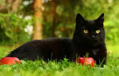 Черный кот на темном фоне - картинки и фото koshka.top