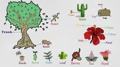 ГЛОССАРИЙ. Говорим о деревьях на английском - My English Kid