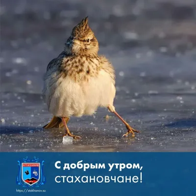 Доброе утро. Первый канал