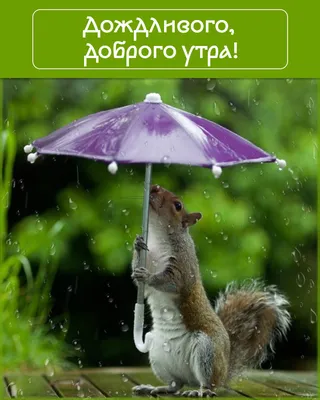 Доброе утро, друзья! 💕 У нас снова дождь, со вчерашнего дня и всю ночь...  И… | Экономная мама | Дзен
