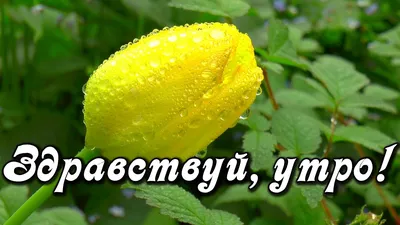 Доброе дождливое утро (Много фото) - treepics.ru