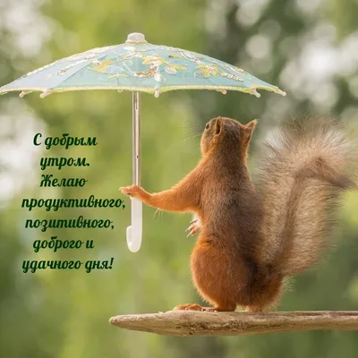 Картинки даже в дождь утро доброе прикольные с надписями (61 фото) »  Картинки и статусы про окружающий мир вокруг