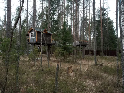 Дома на Деревьях ⋆ Заказать Дом на Дереве ⋆ Строительство | Дома на деревьях,  Традиционный дом, Фото дерево