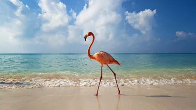 Обои на рабочий стол Красивый вид на тропический пляж Punta Cana / Пунта  Кана. Фотограф Валентин Валков, обои для рабочего стола, скачать обои, обои  бесплатно